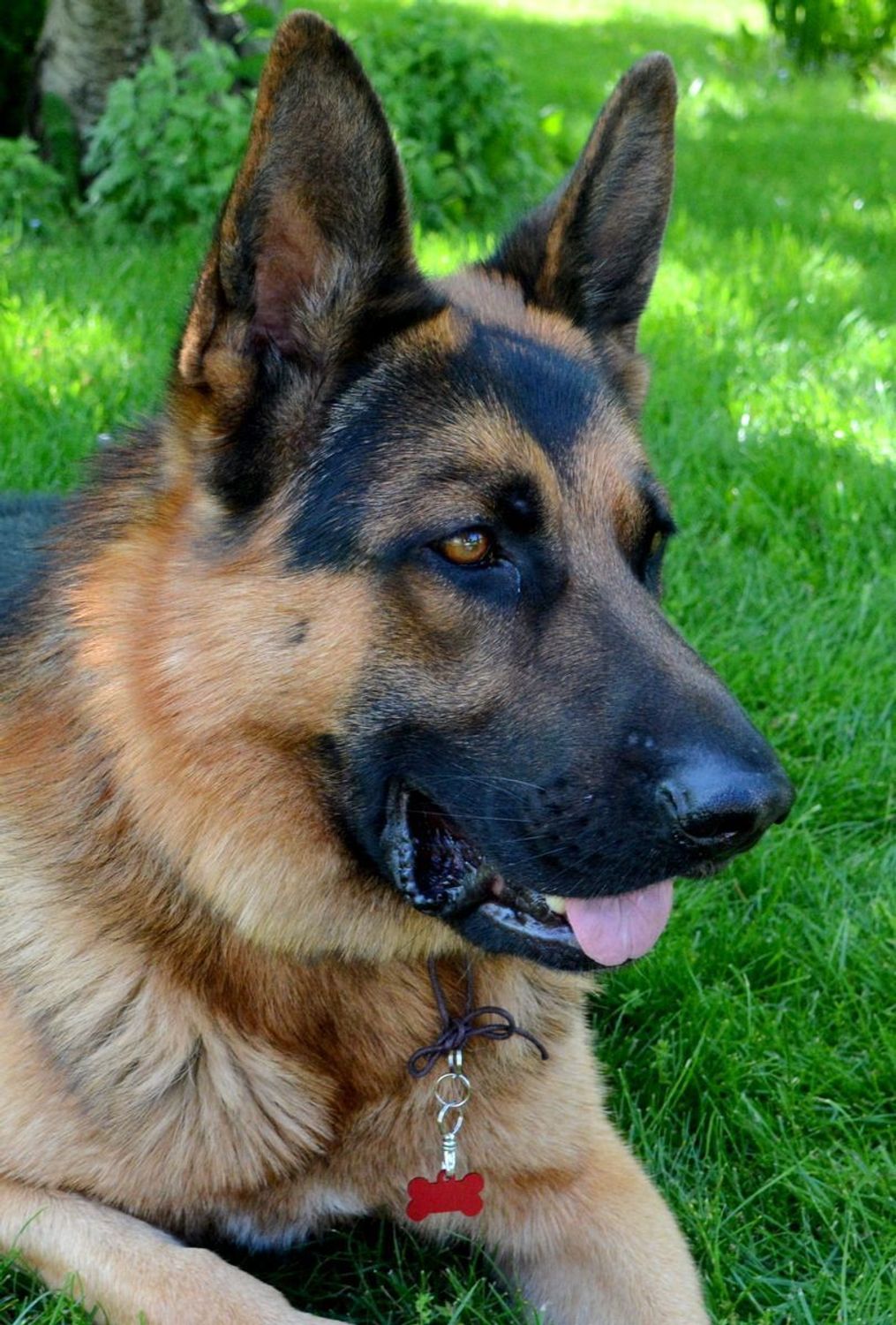 Blaszka dla pupila kość 3,2 cm z miejscem na grawer. Kość red M. Blaszka w formie adresówki, identyfikatora dla psa. Blaszka z miejscem na grawer. Na adresówce możemy wygrawerować np. imię psa i nr telefonu do właściciela..jpg